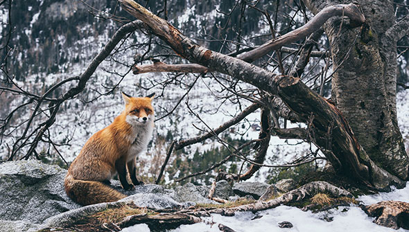 CRAS Centro recupero animali selvatici